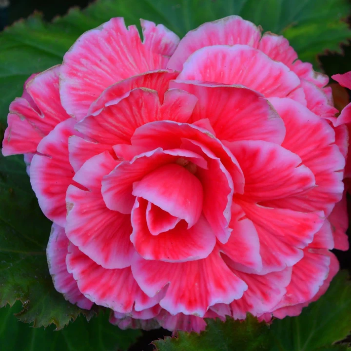 begonia-camelia.webp