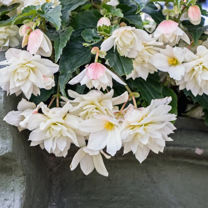 begonia-zwisajaca-biala.webp