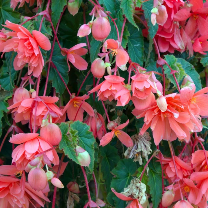 begonia-zwisajaca-rozowa.webp