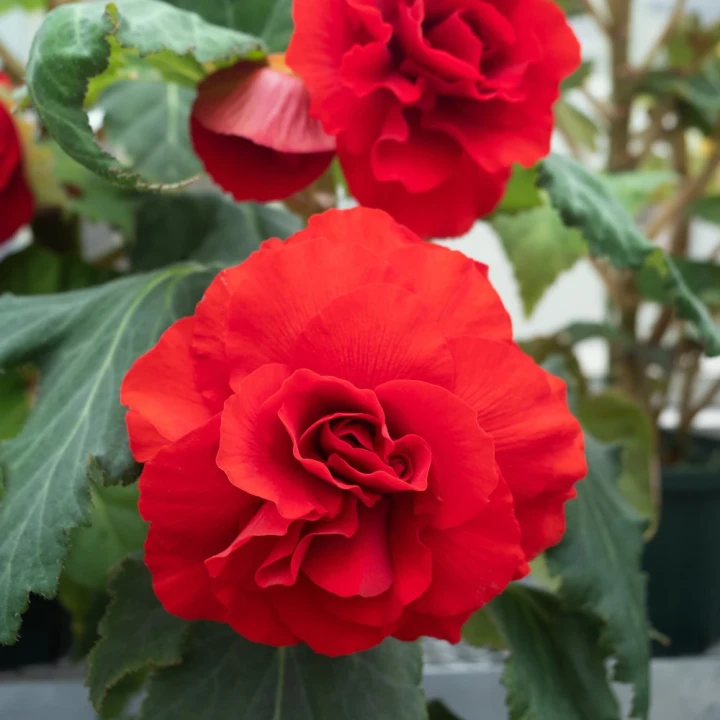 begonia-pelna-czerwona.webp