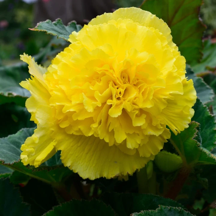 begonia-strzepiasta-zolta.webp
