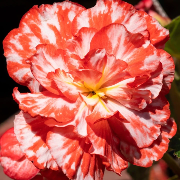 begonia-marmorata.webp