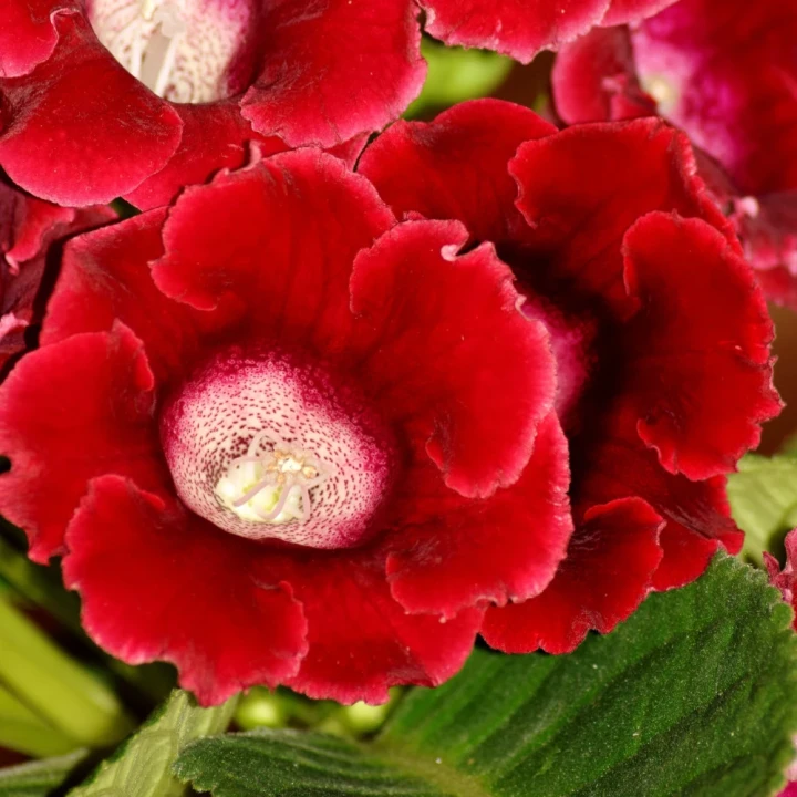 gloksynia-etoile-de-feu.webp