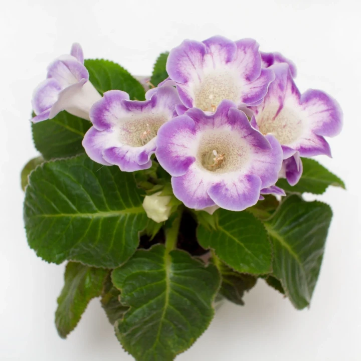 gloksynia-blanche-de-meru.webp