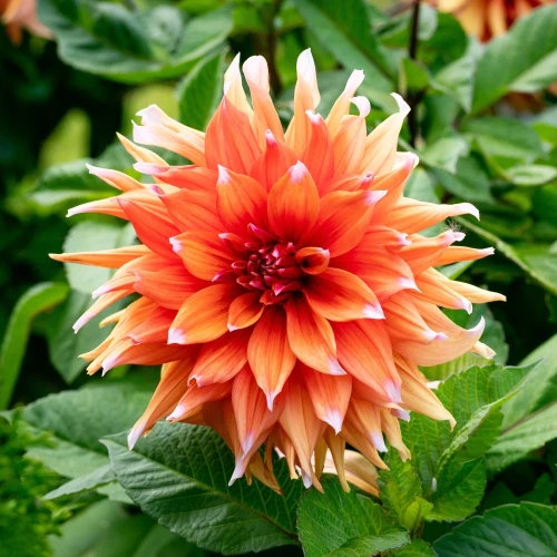 dalia-colour-spectacle.webp