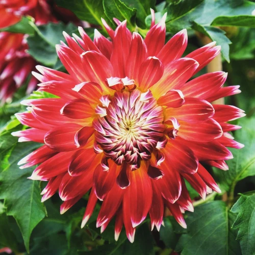 dalia-georginia-akita.webp