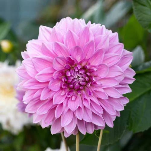 dalia-lavender-perfection.webp