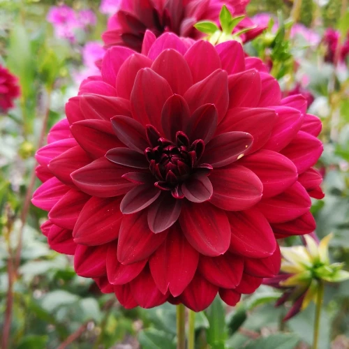 dalia-georginia-garden-wonder.webp