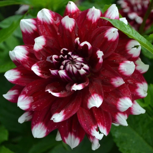 dalia-georginia-duet.webp