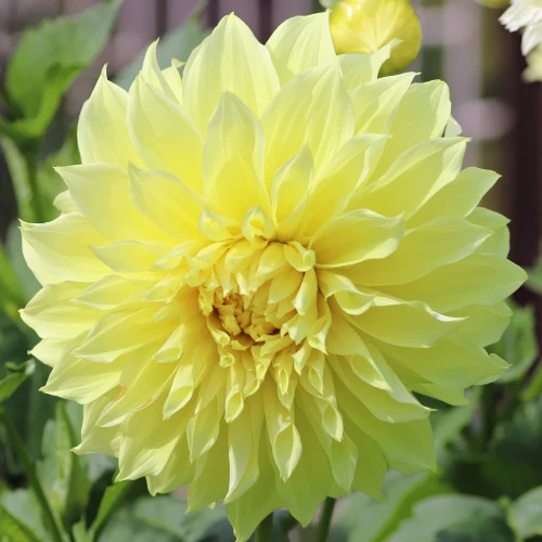 dalia-georginia-kelvin-floodlight.webp