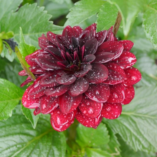 dalia-georginia-arabian-night.webp