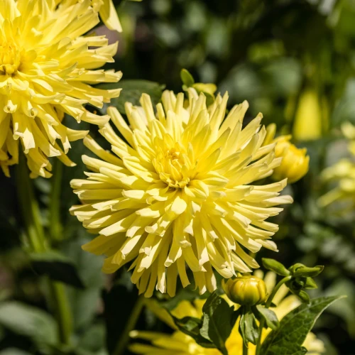 dalia-kennemerland.webp