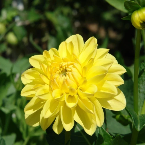 dalia-sisa.webp