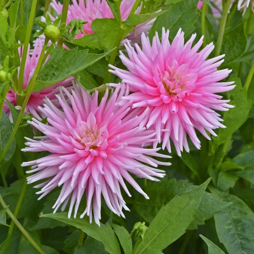 dalia-park-princess.webp