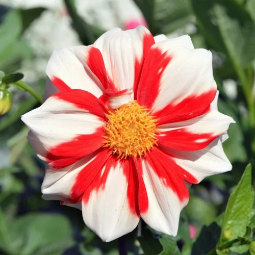 dalia-fire-and-ice.webp