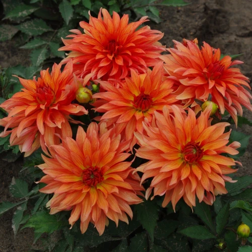 autumn-fairy.webp