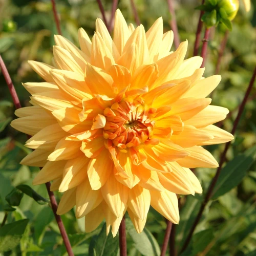 dalia-noordwijk-glorie.webp