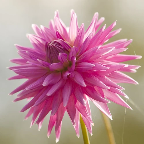 dalia-american-dream.webp
