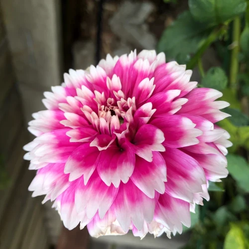 dalia-fuzzy-wuzzy.webp