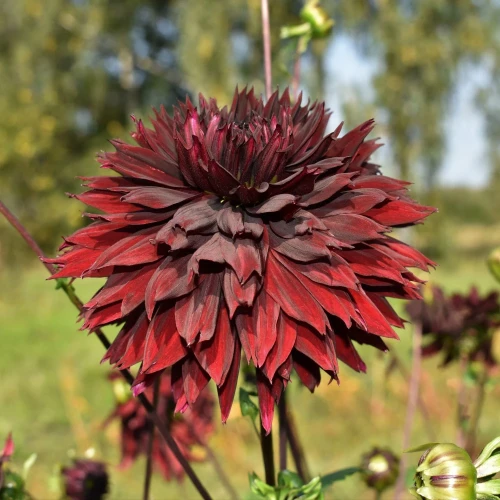 dalia-georginia-black-touch.webp