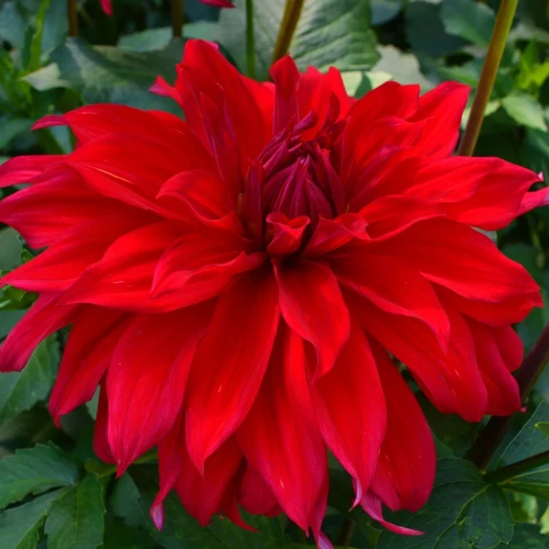dalia-czerwona-babylon-red.webp