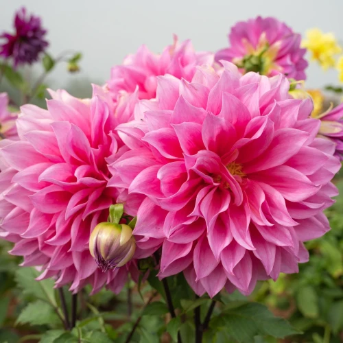 dalia-rozowa-babylon-pink.webp