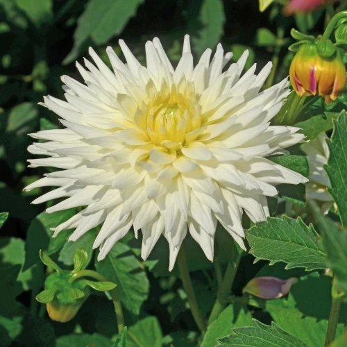 dalia-my-love.webp