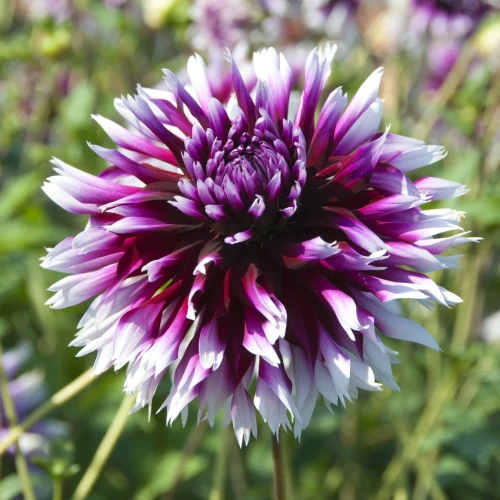 dalia-alaune-clair-obscur.webp