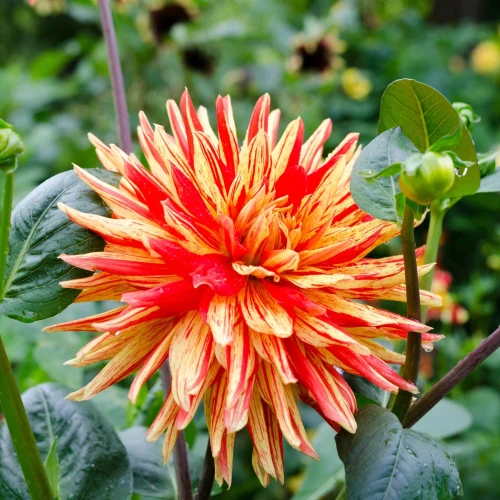 dalia-striped-vulcan.webp