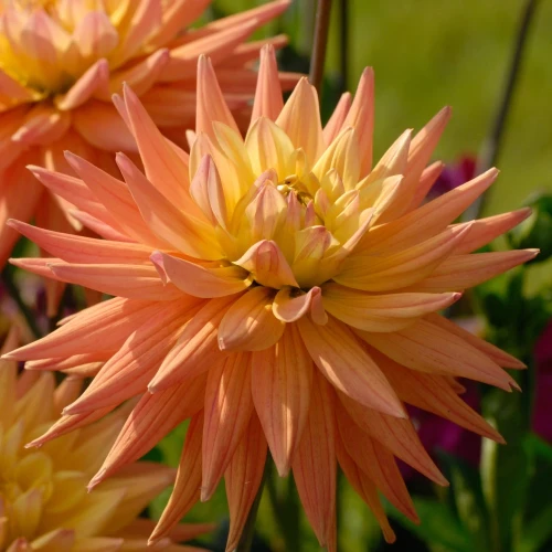 dalia-karma-corona.webp