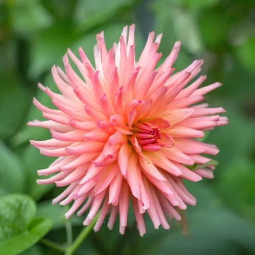 dalia-preference.webp