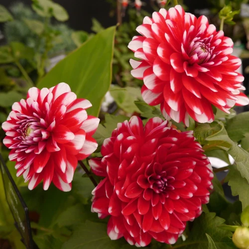 dalia-little-tiger.webp