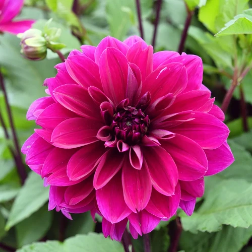dalia-georginia-thomas-edison.webp