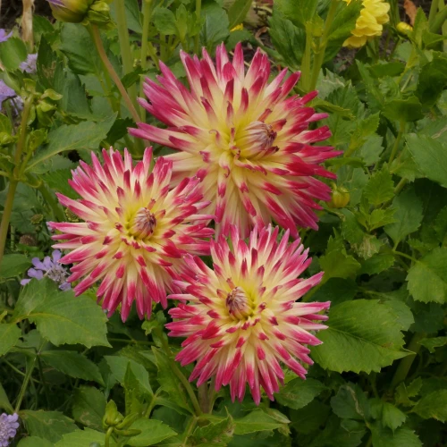 dalia-dana.webp