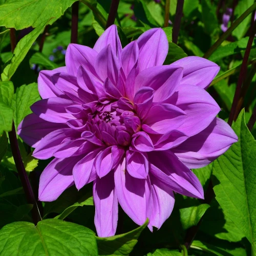 dalia-georginia-lilac-time.webp