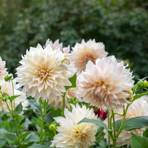 dalia-cafe-au-lait.webp