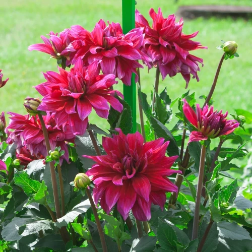 dalia-babylon-purple.webp