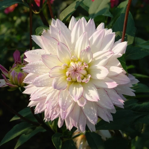 dalia-crazy-love.webp