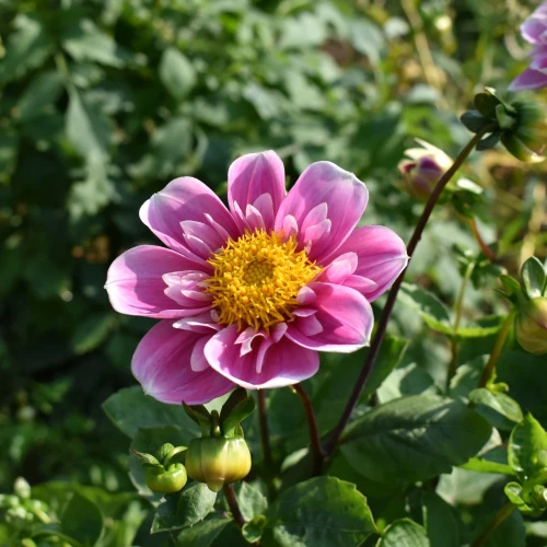dalia-hartenaas.webp