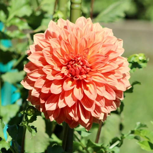 dalia-new-orange.webp