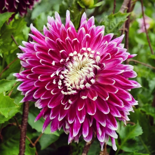 dalia-georginia-vancouver.webp