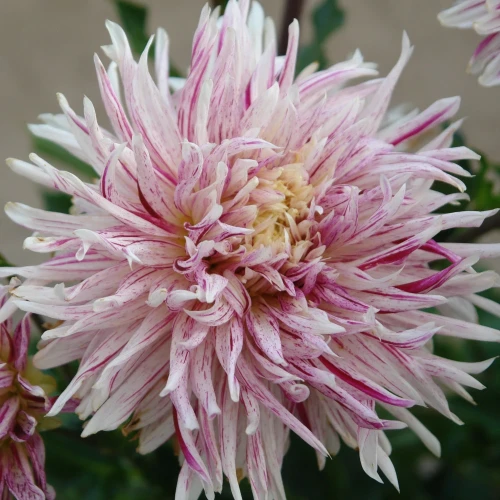 dalia-avignon.webp