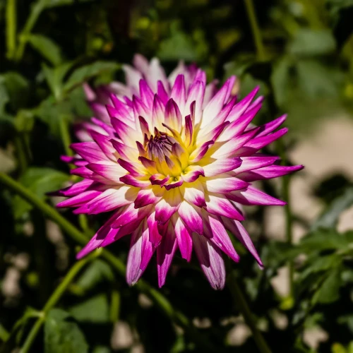 dalia-kiev.webp