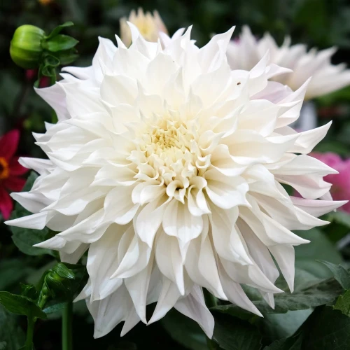 dalia-white-perfection.webp