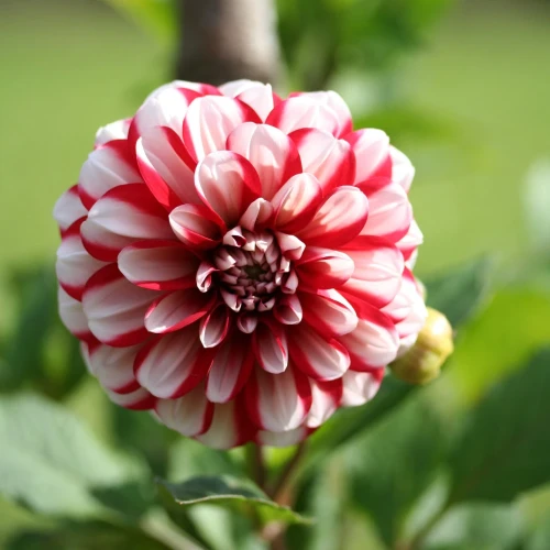 dalia-georginia-jamaica.webp