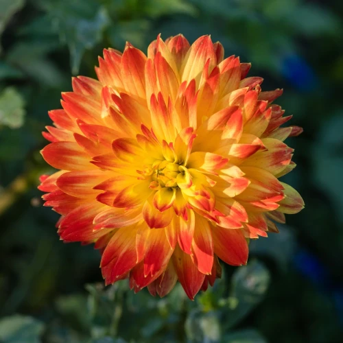 dalia-georginia-procyon.webp