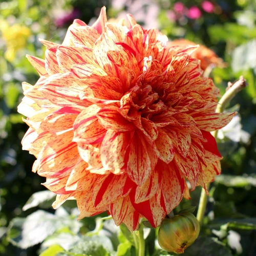 dalia-babylon-striped.webp