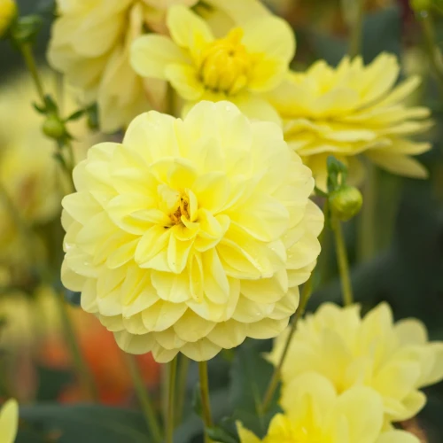 dalia-georginia-glory-van-heemstede.webp