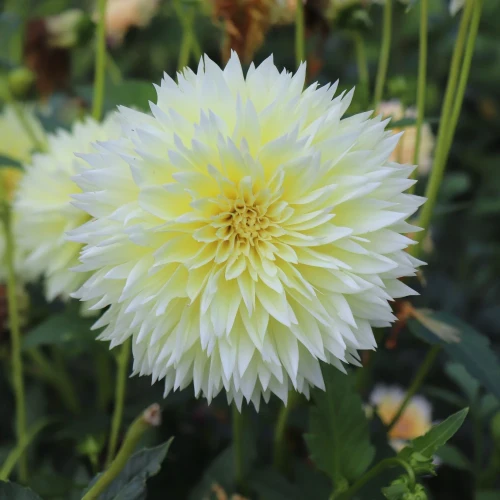 dalia-georginia-canary-fubuki.webp