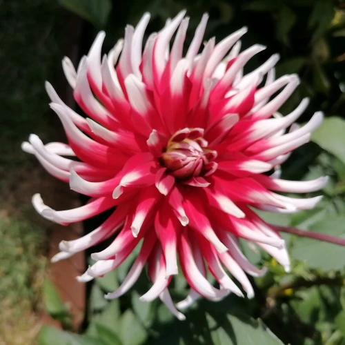 dalia-friquolet.webp